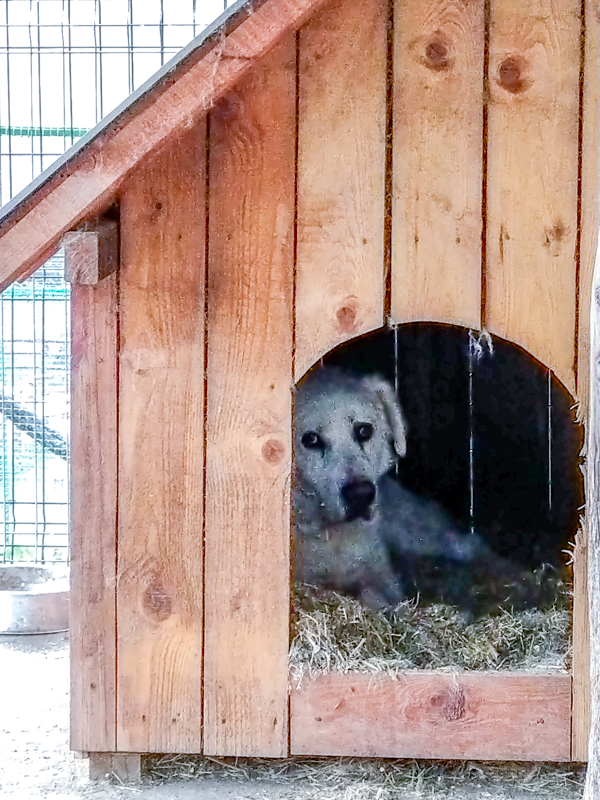 Ciobanesc Romanesc Carpatin