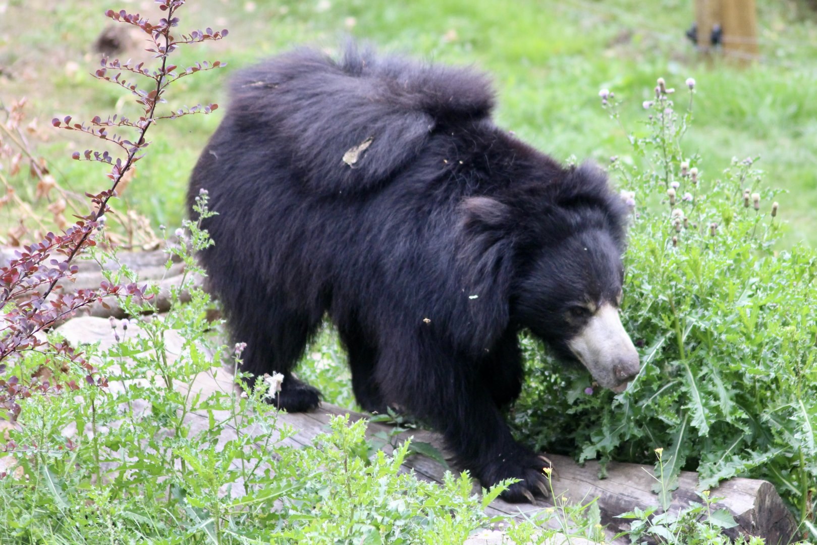 Cipísek, Indian sloth bear (Melursus ursinus ursinus) - August 2025