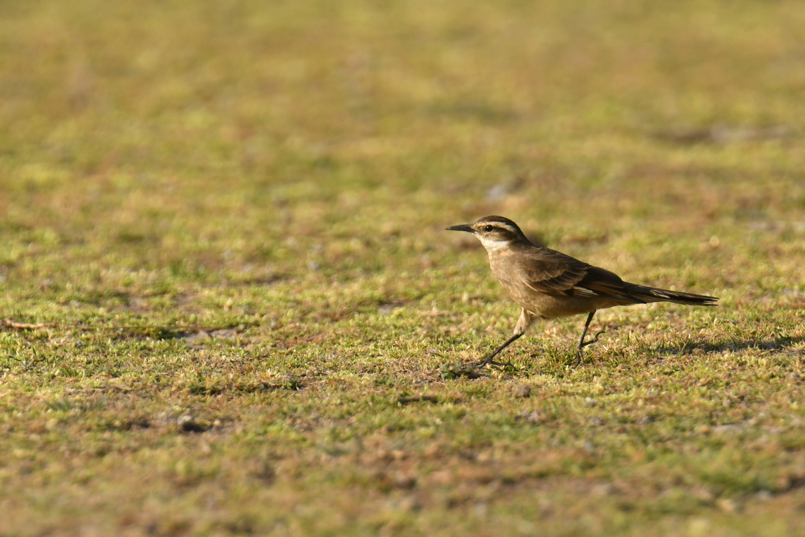 Cipo Cinclodes Cinclodes espinhacensis