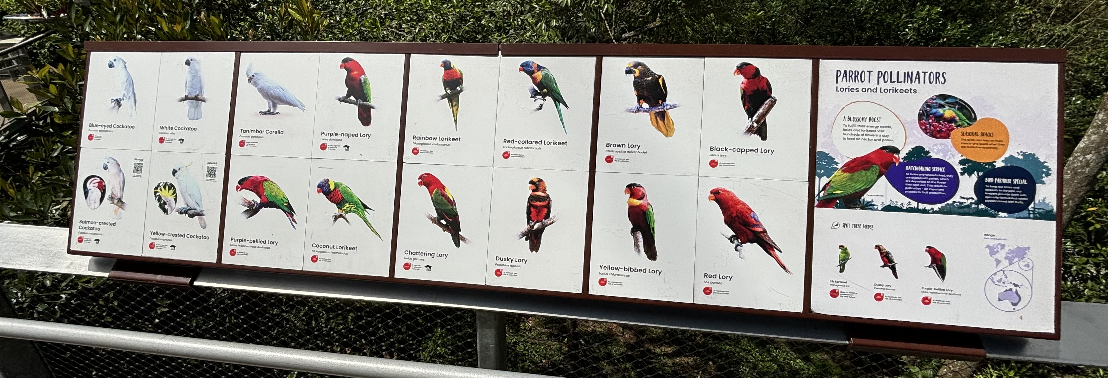 Circa 20-25 Species in Lory Loft Aviary
