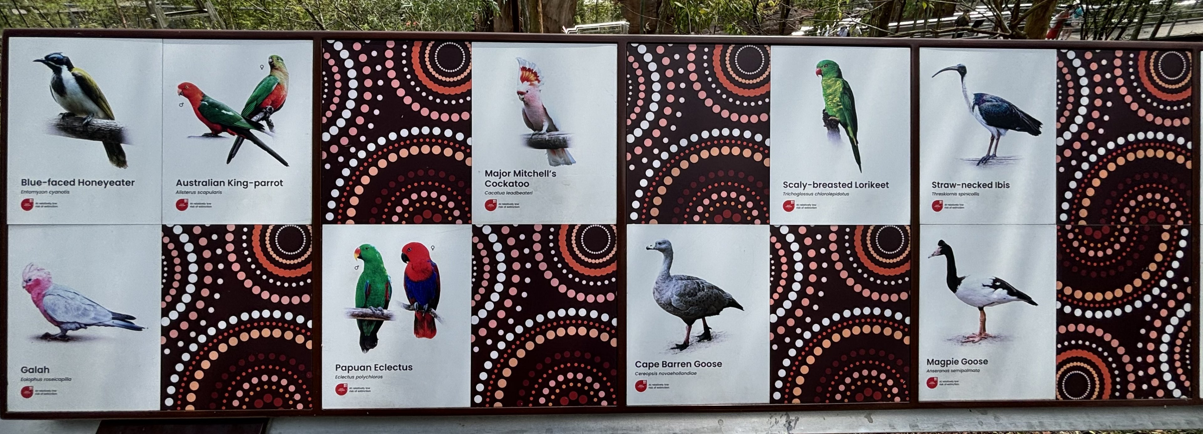 Circa 20 species in Australian Outback Aviary