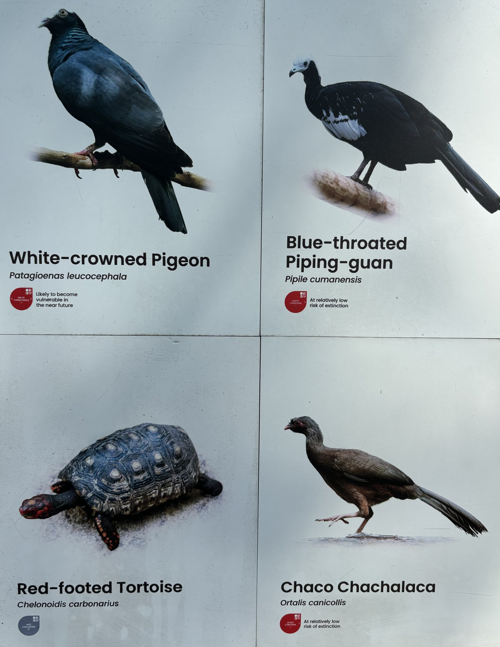 Circa 35 Species in Amazonian Jewels Aviary