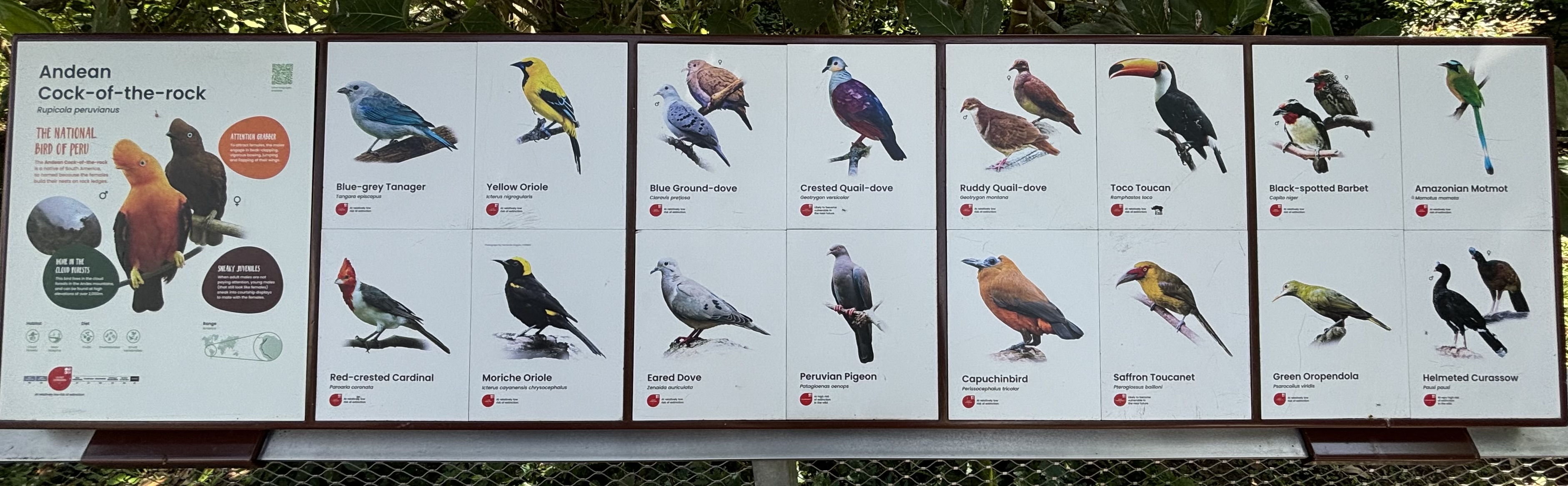 Circa 35 Species in Amazonian Jewels Aviary