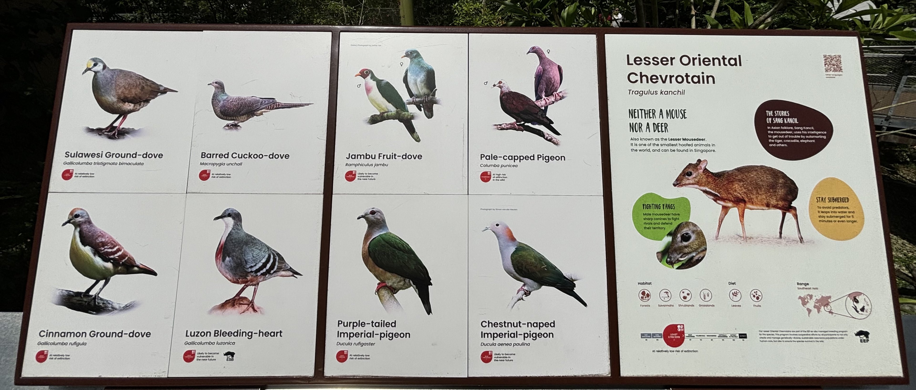 Circa 50 Species in the Songs of the Forest Aviary