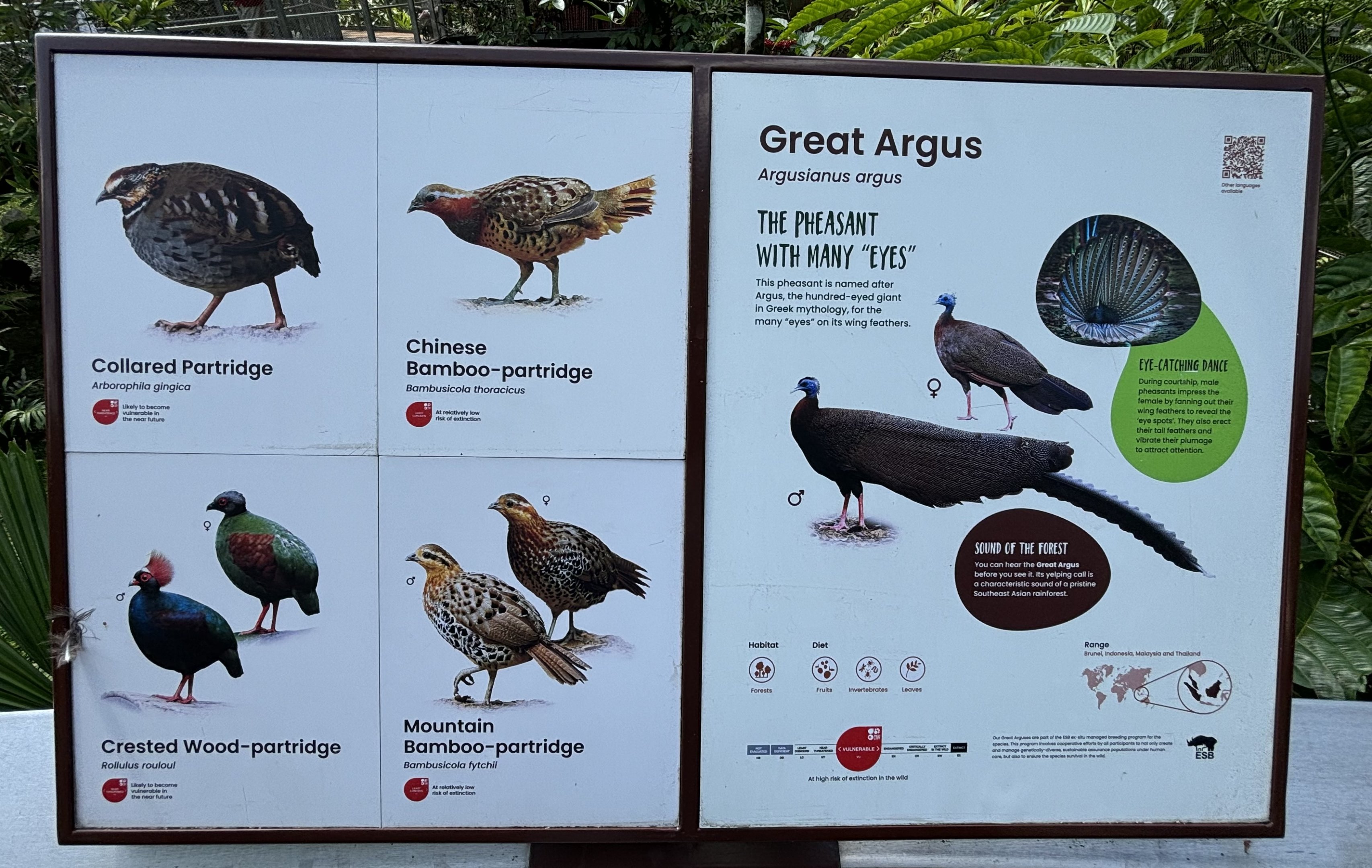 Circa 50 Species in the Songs of the Forest Aviary