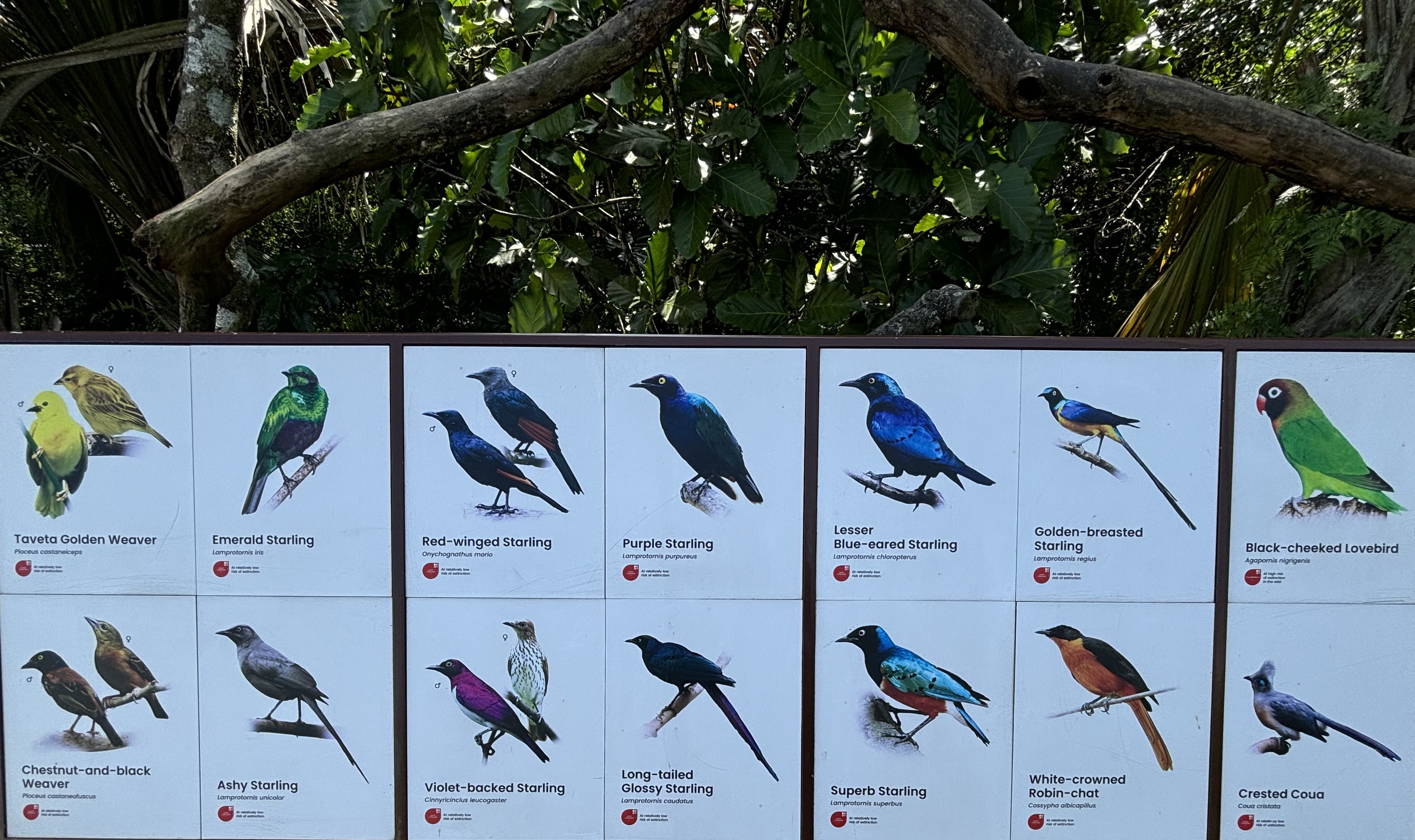 Circa 75 Species in 4-Acre Heart of Africa Aviary