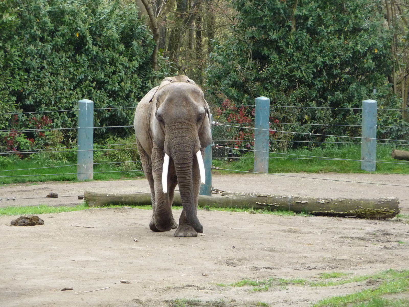 Circling Elephant - Stereotypy