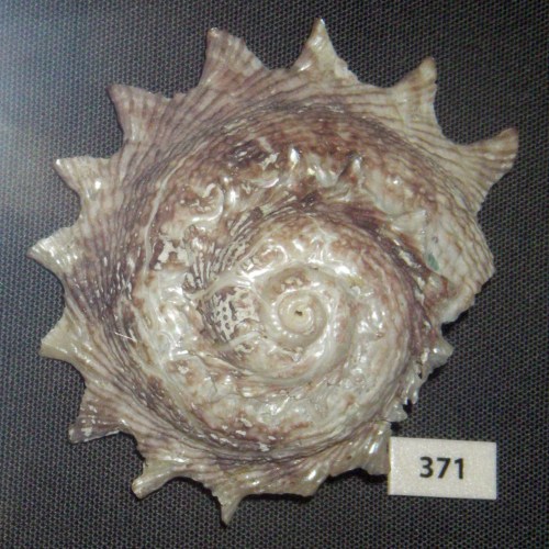 Circular Saw Shell (Astraea heliotropium)