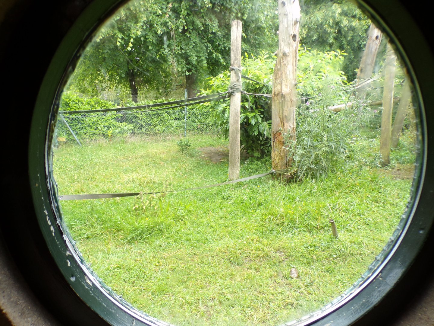 Circular windows to outdoor enclosure in Monkey house 29.6.24