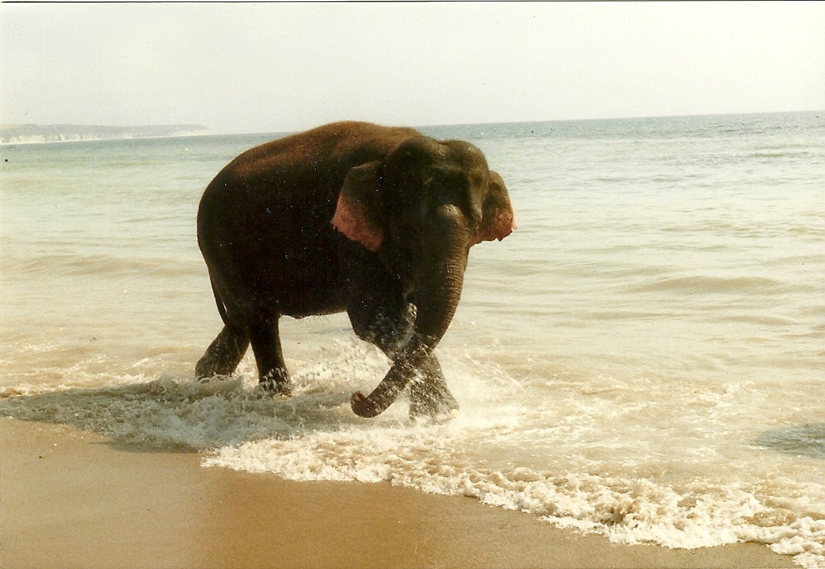 Circus Elephant at Bridlington 1991