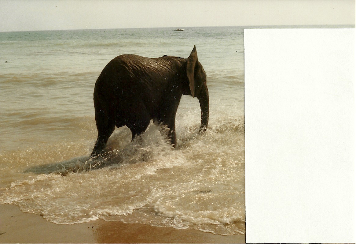 Circus Elephant at Bridlington 1991