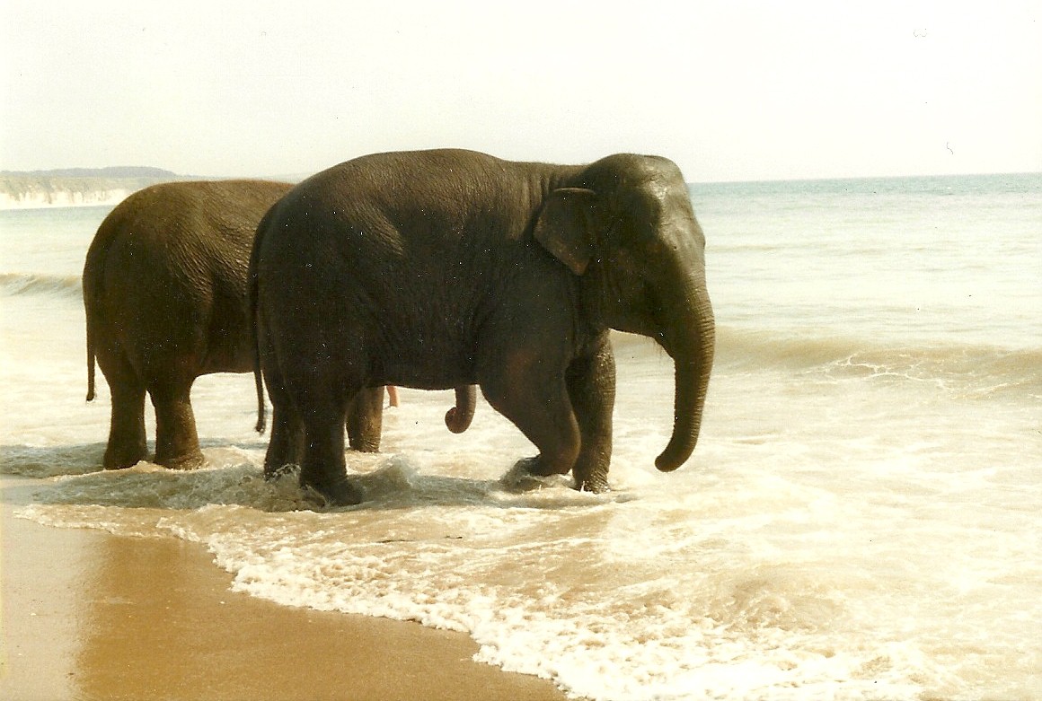 Circus Elephants at Bridlington 1991