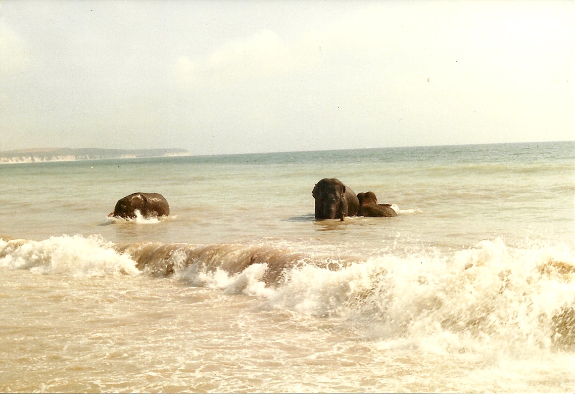 Circus Elephants at Bridlington 1991