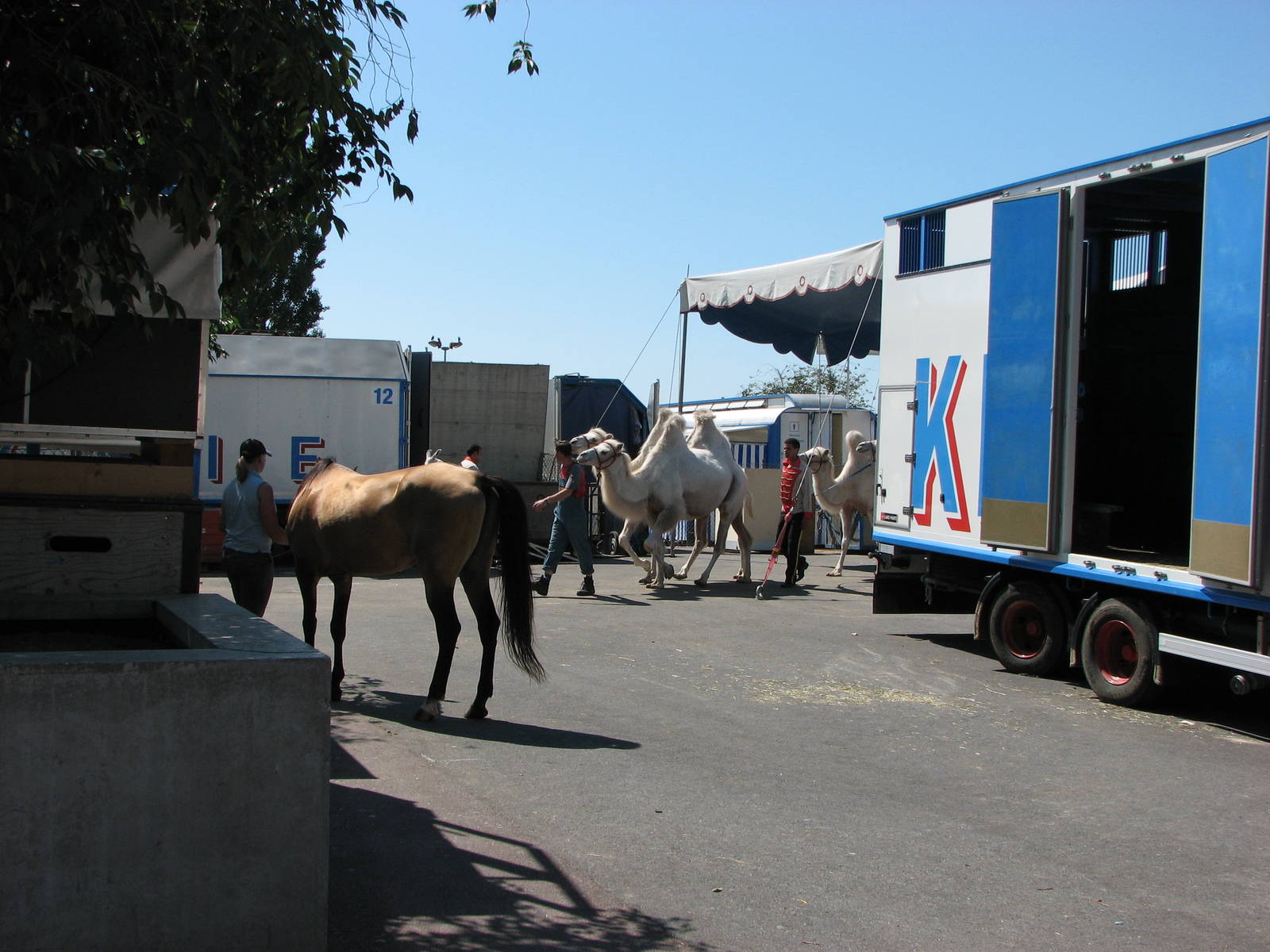 Circus Knie in Neuchatel 2008 - Bactrian Camels lead out of the tent after