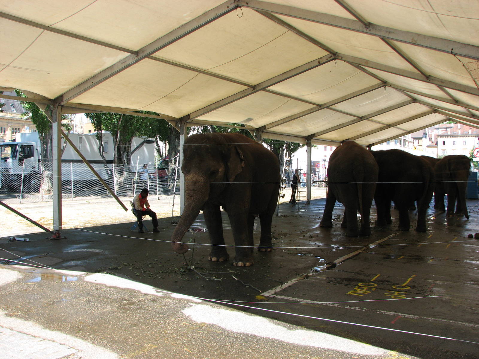 Circus Knie in Neuchatel 2008 - Elephant Tent