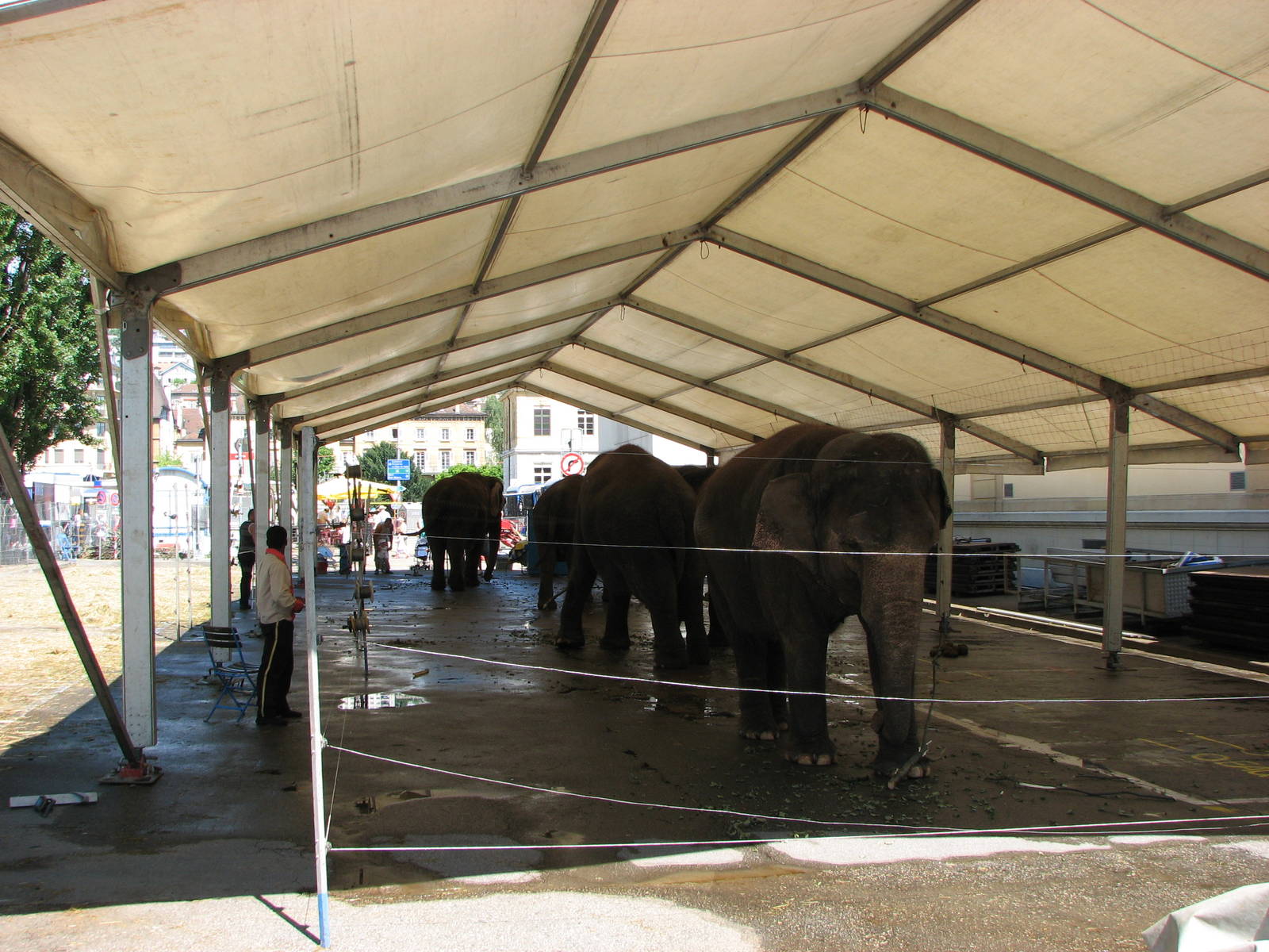 Circus Knie in Neuchatel 2008 - Elephant Tent