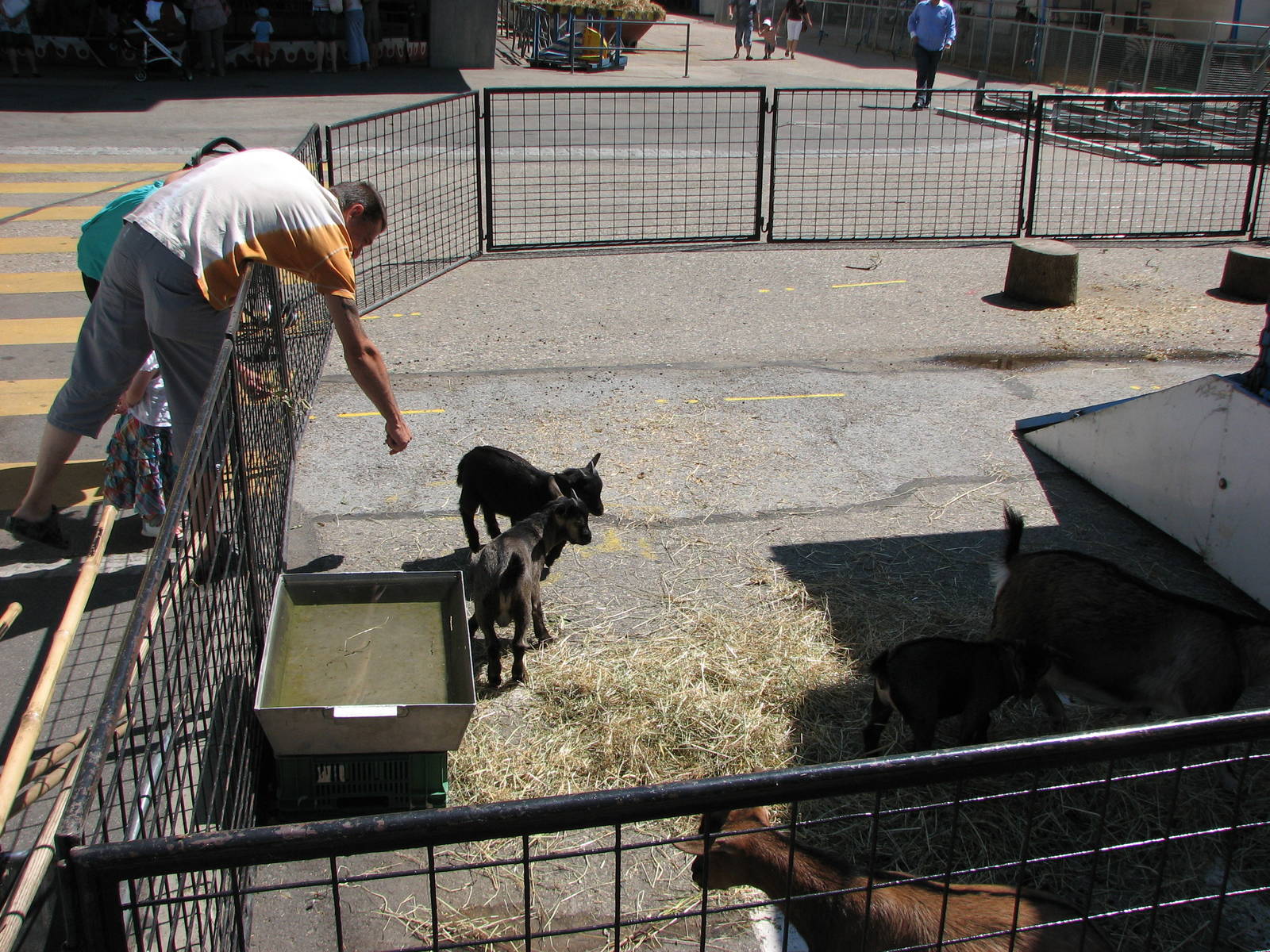 Circus Knie in Neuchatel 2008 - Goat kids in the petting zoo