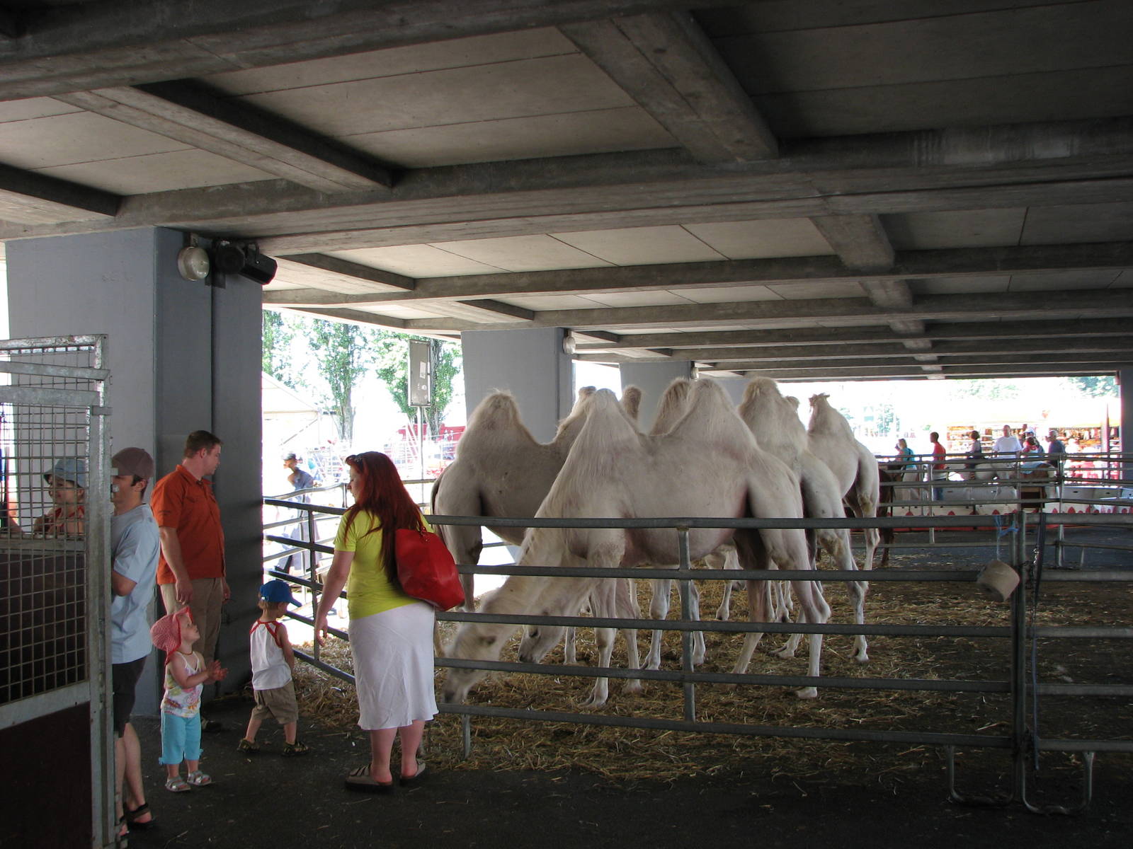 Circus Knie in Neuchatel 2008 - Group of white Bactrian Camels