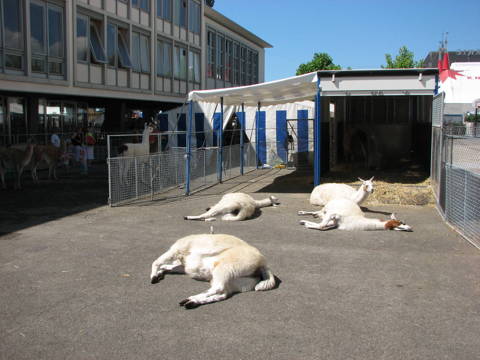 Circus Knie in Neuchatel 2008 - Llamas sleeping on concrete in the hot Swis