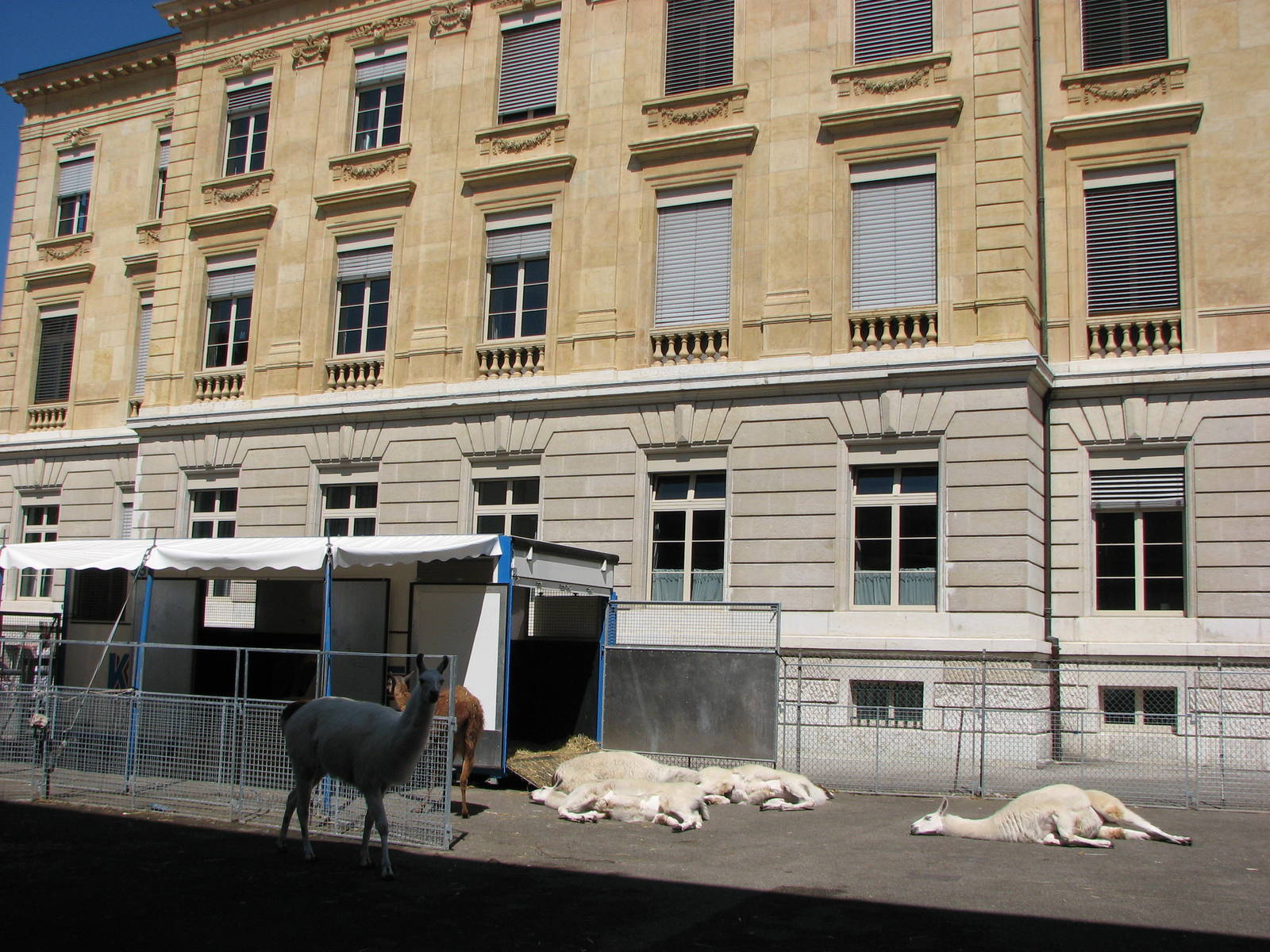 Circus Knie in Neuchatel 2008 - Llamas sleeping on concrete in the hot Swis