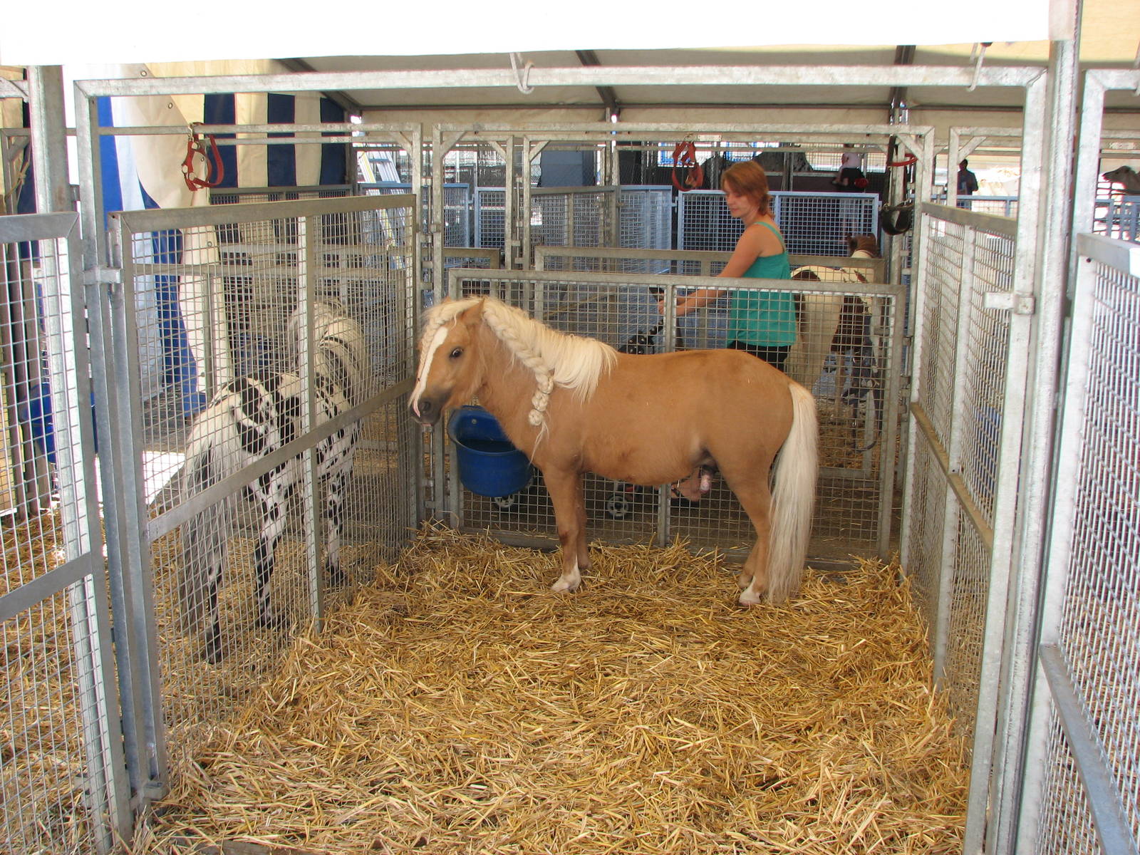 Circus Knie in Neuchatel 2008 - Pony tent