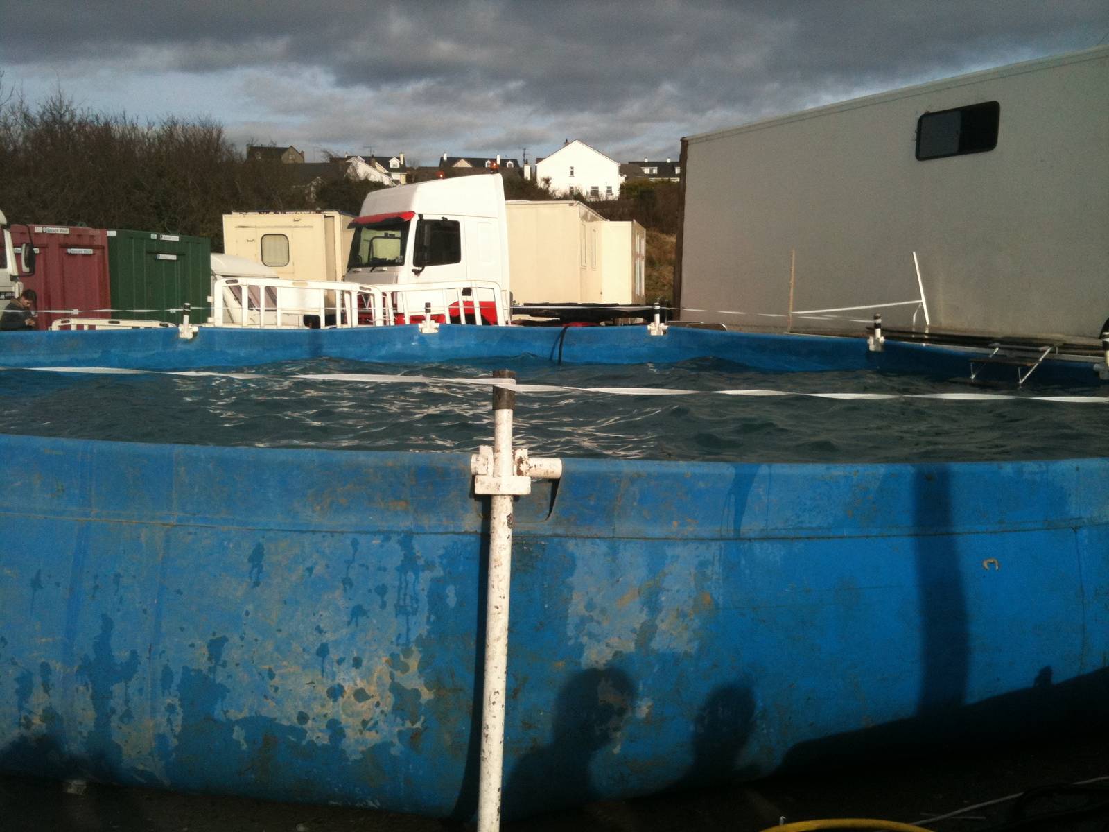 Circus Sealions and Penguins