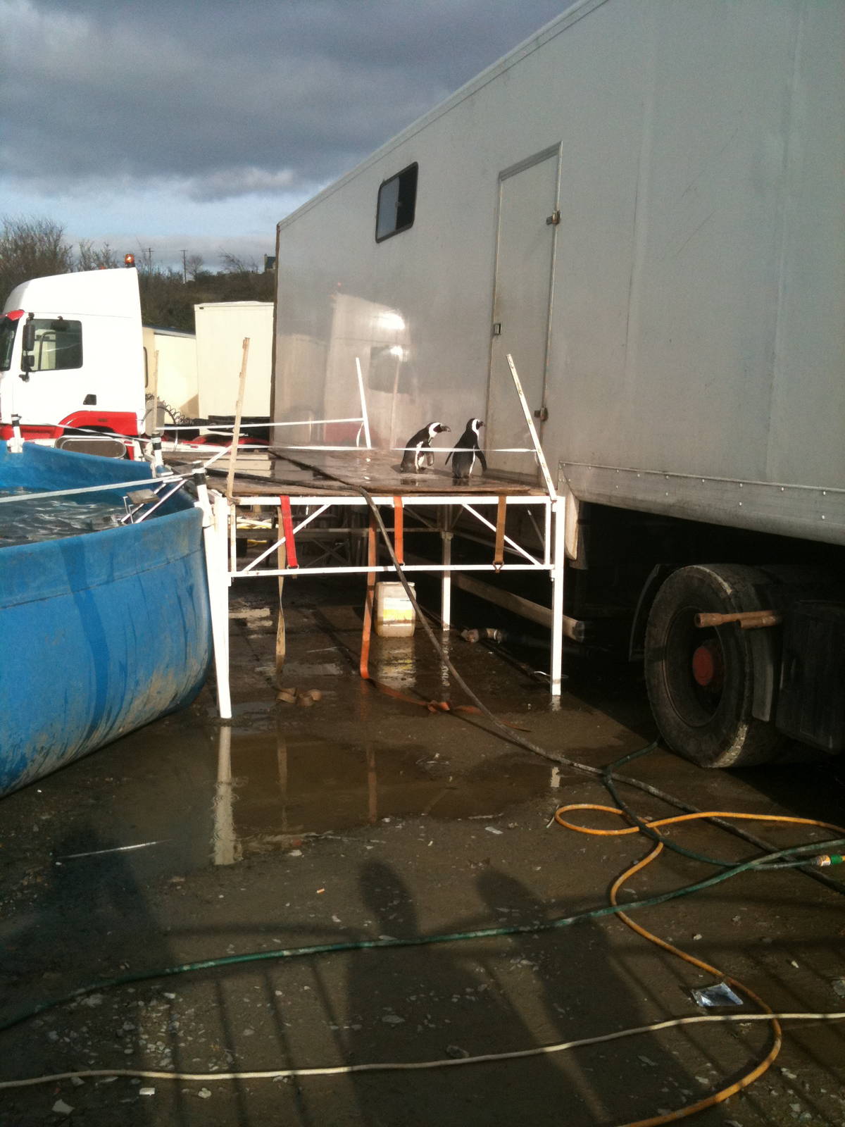 Circus Sealions and Penguins