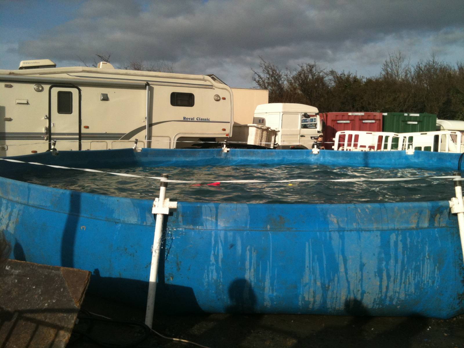 Circus Sealions and Penguins