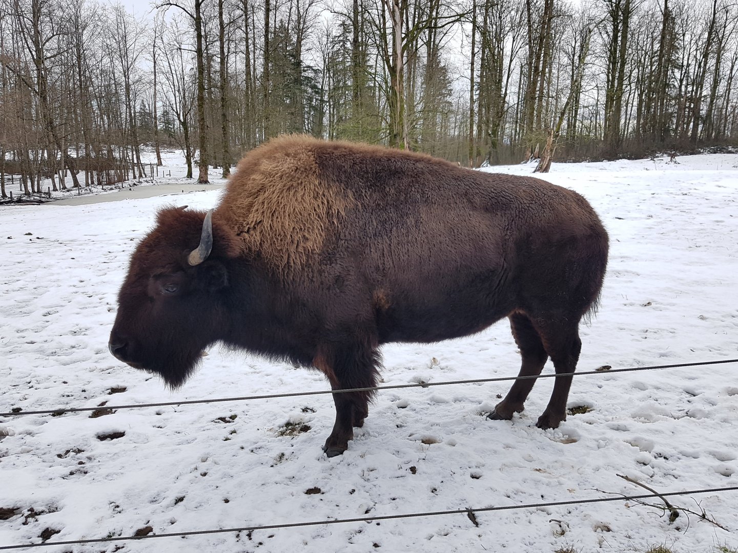 Ciri (American Bison)