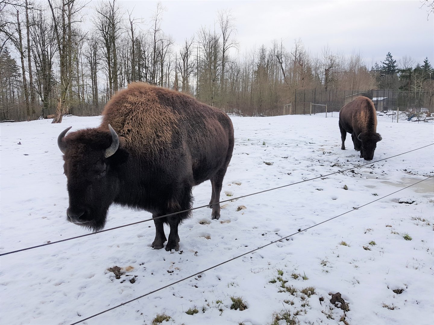 Ciri & Rikka (American Bison)