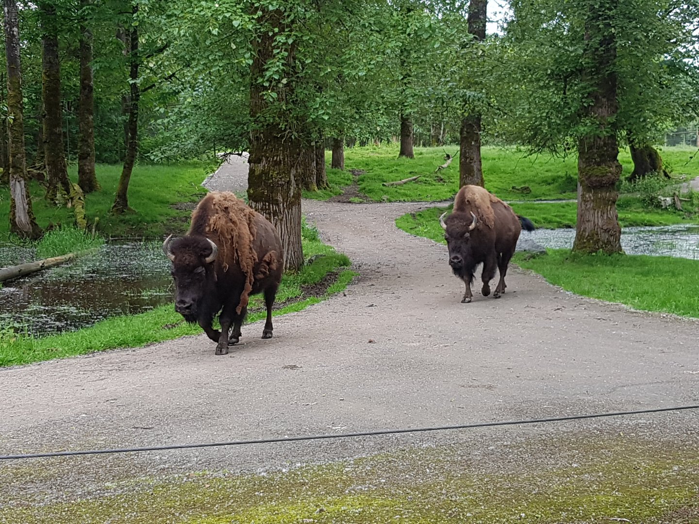 Ciri & Rikka (American Bison)