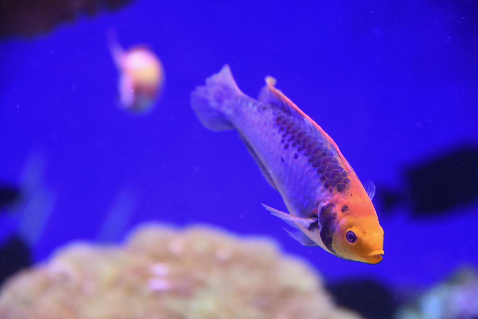 Cirrhilabrus aquamarinus