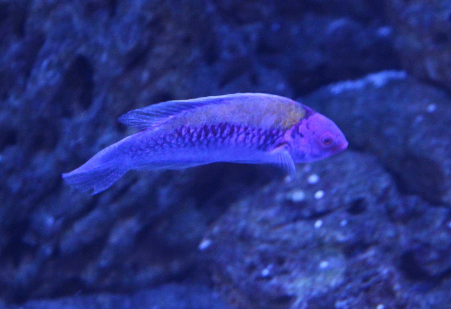 Cirrhilabrus aurantidorsalis