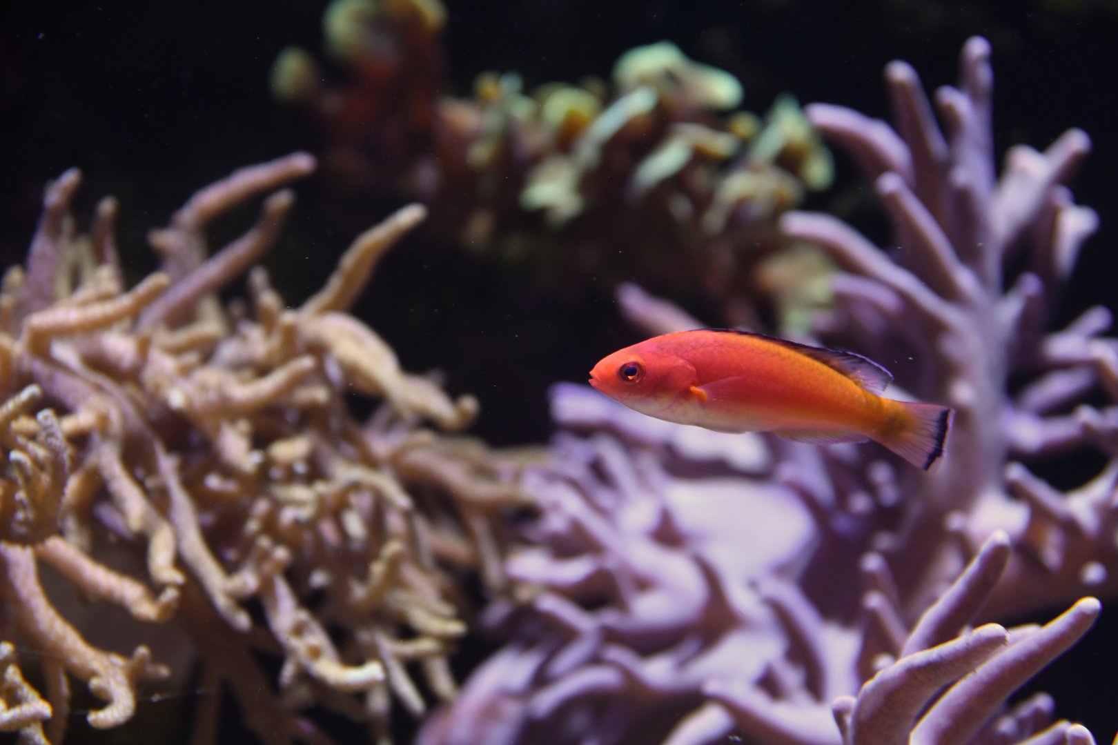 Cirrhilabrus bathyphilus