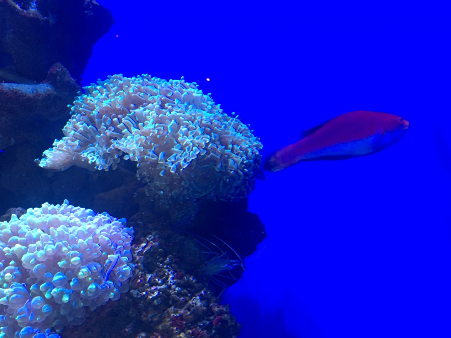 Cirrhilabrus cyanogularis