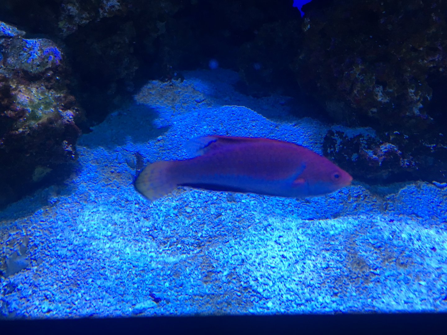 Cirrhilabrus cyanogularis