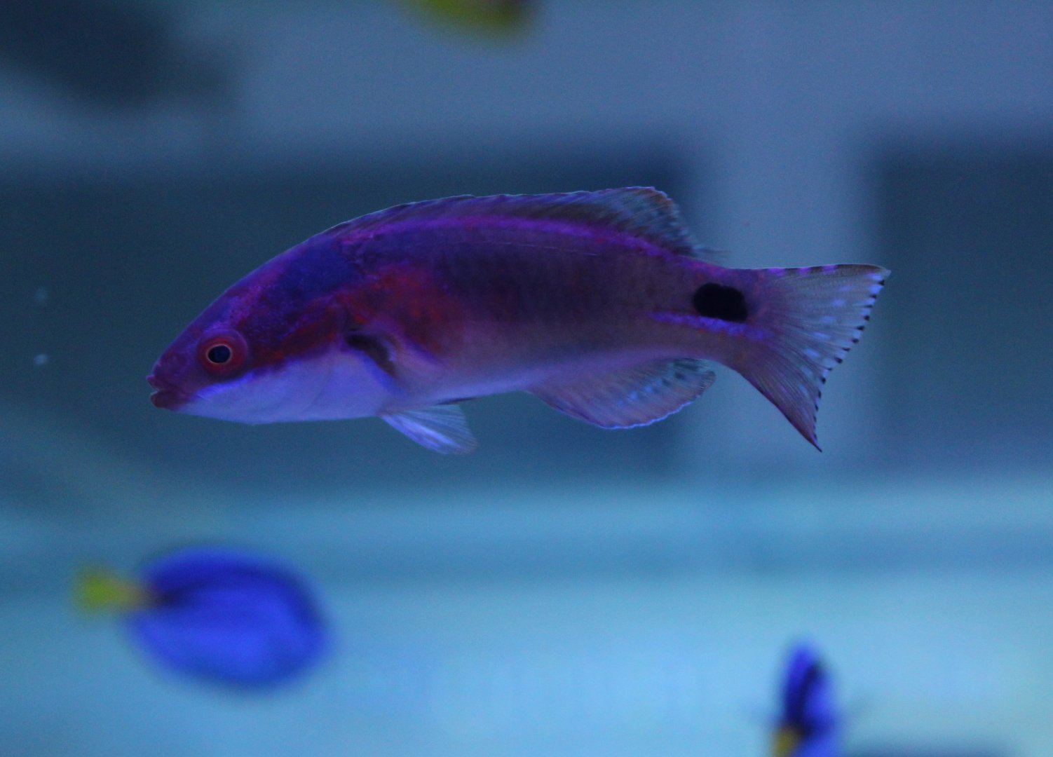 Cirrhilabrus exquisitus