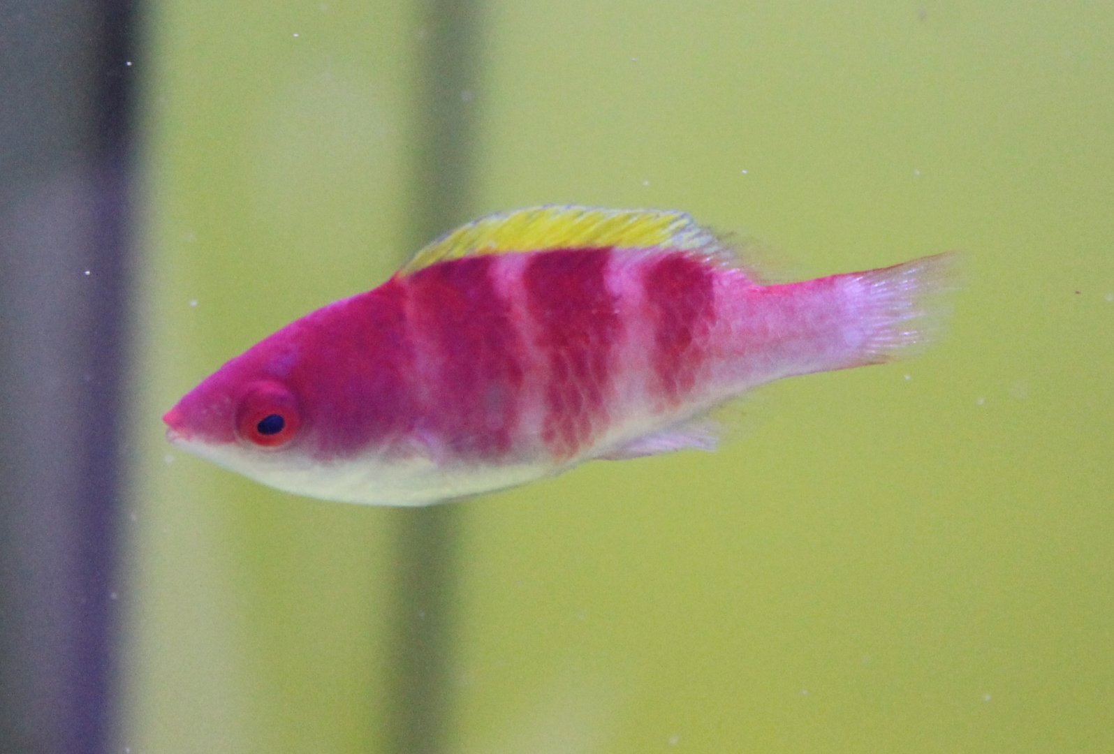 Cirrhilabrus flavidorsalis