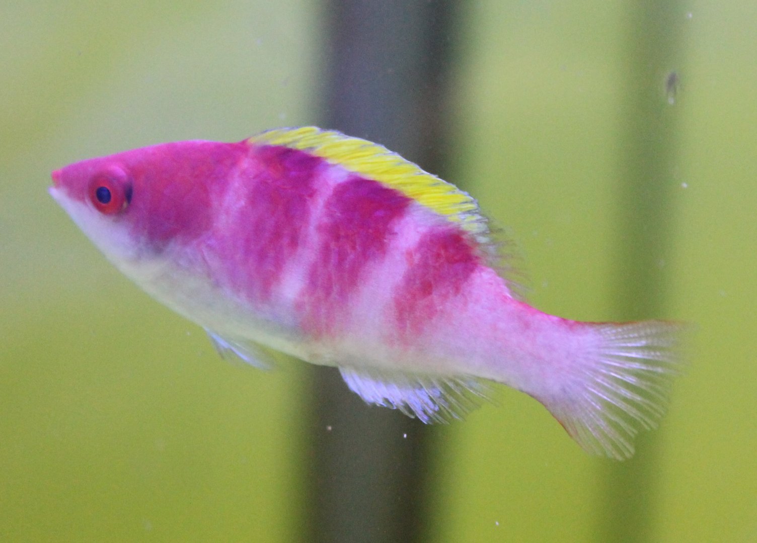 Cirrhilabrus flavidorsalis