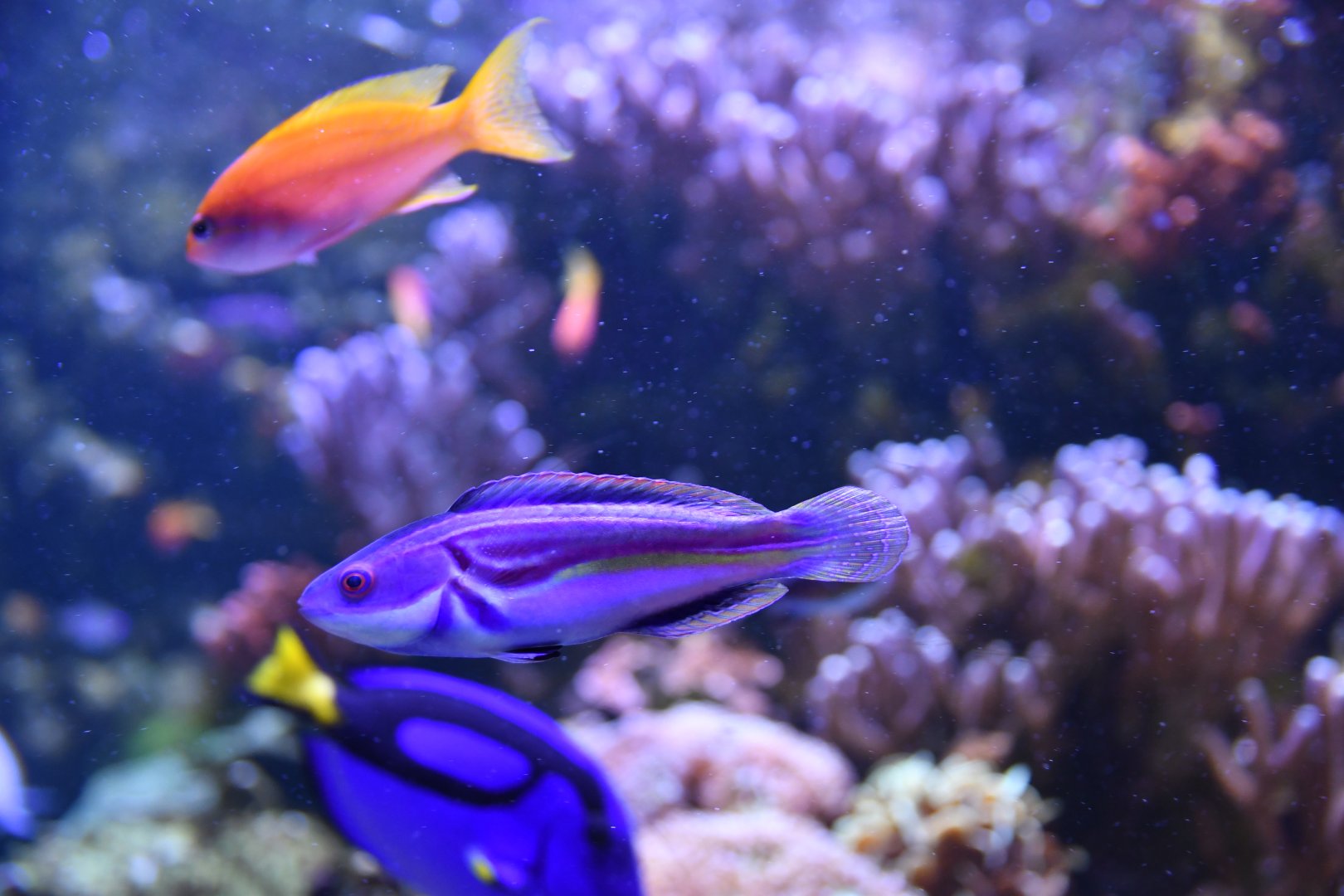 Cirrhilabrus laboutei