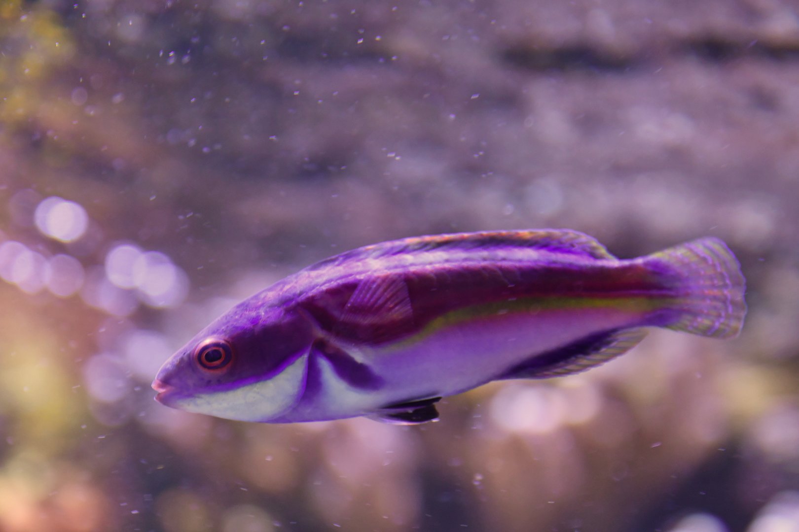 Cirrhilabrus laboutei