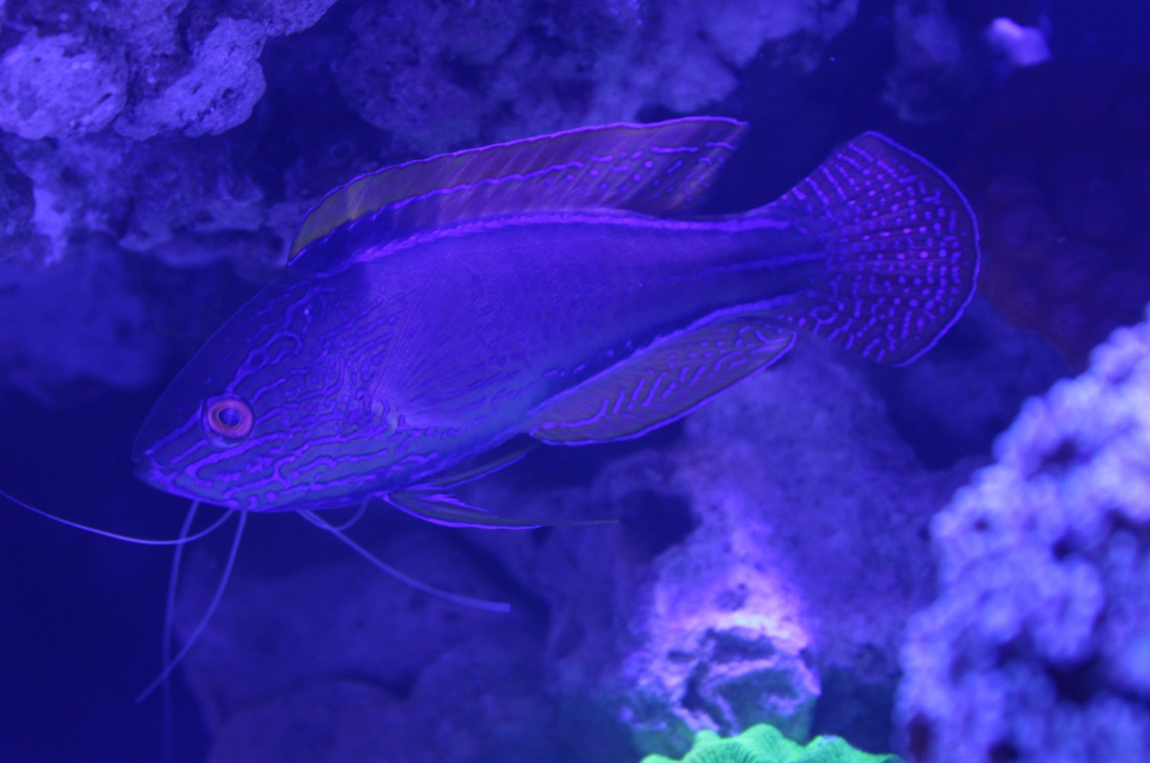 Cirrhilabrus lineatus - male