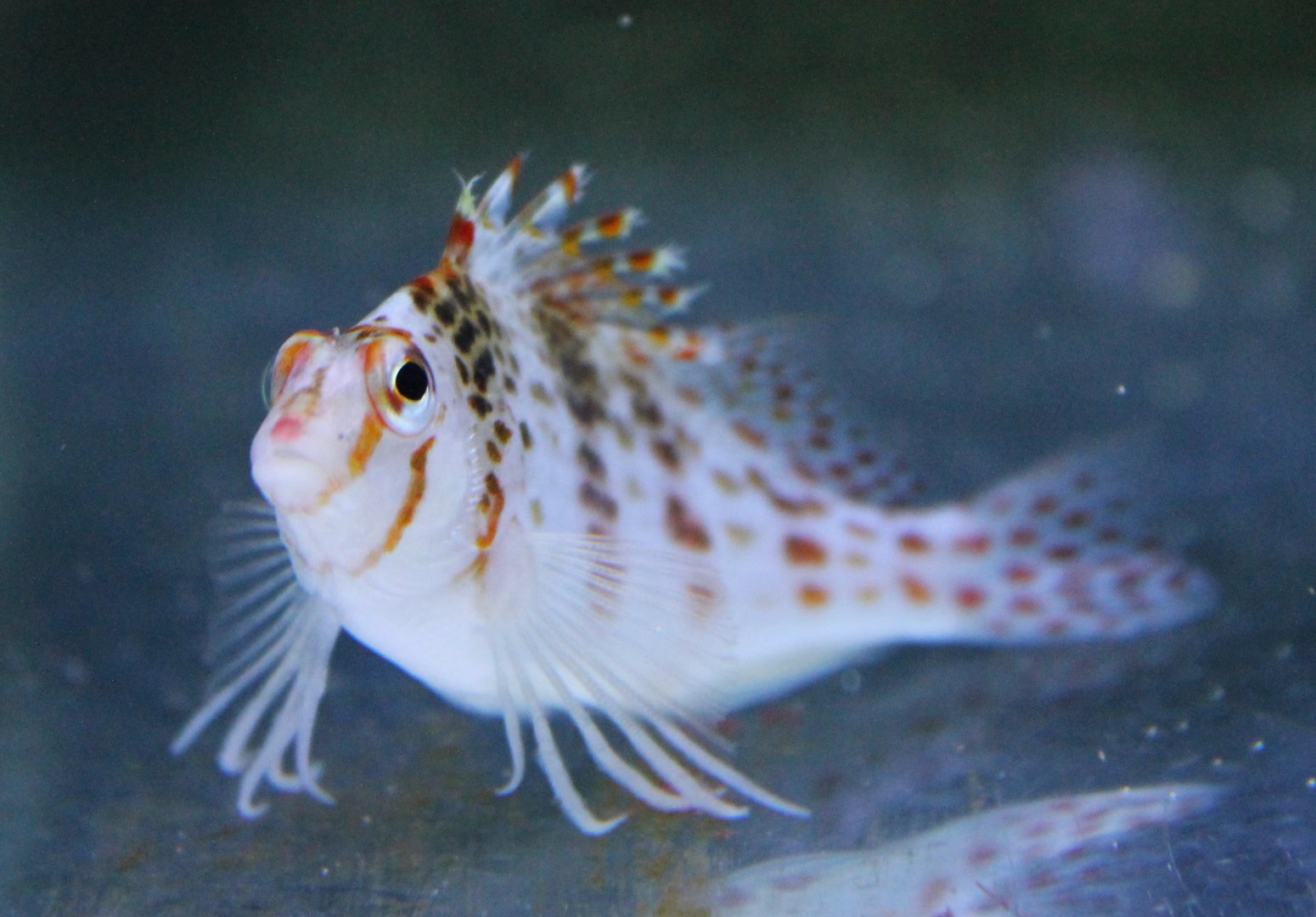 Cirrhitichthys falco - Dwarf hawkfish