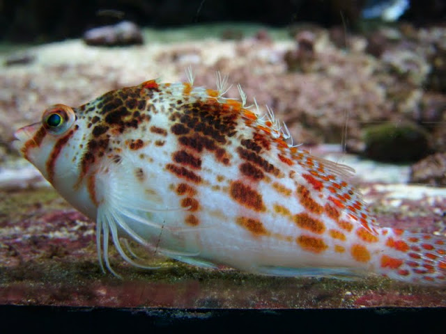 Cirrhitichthys falco