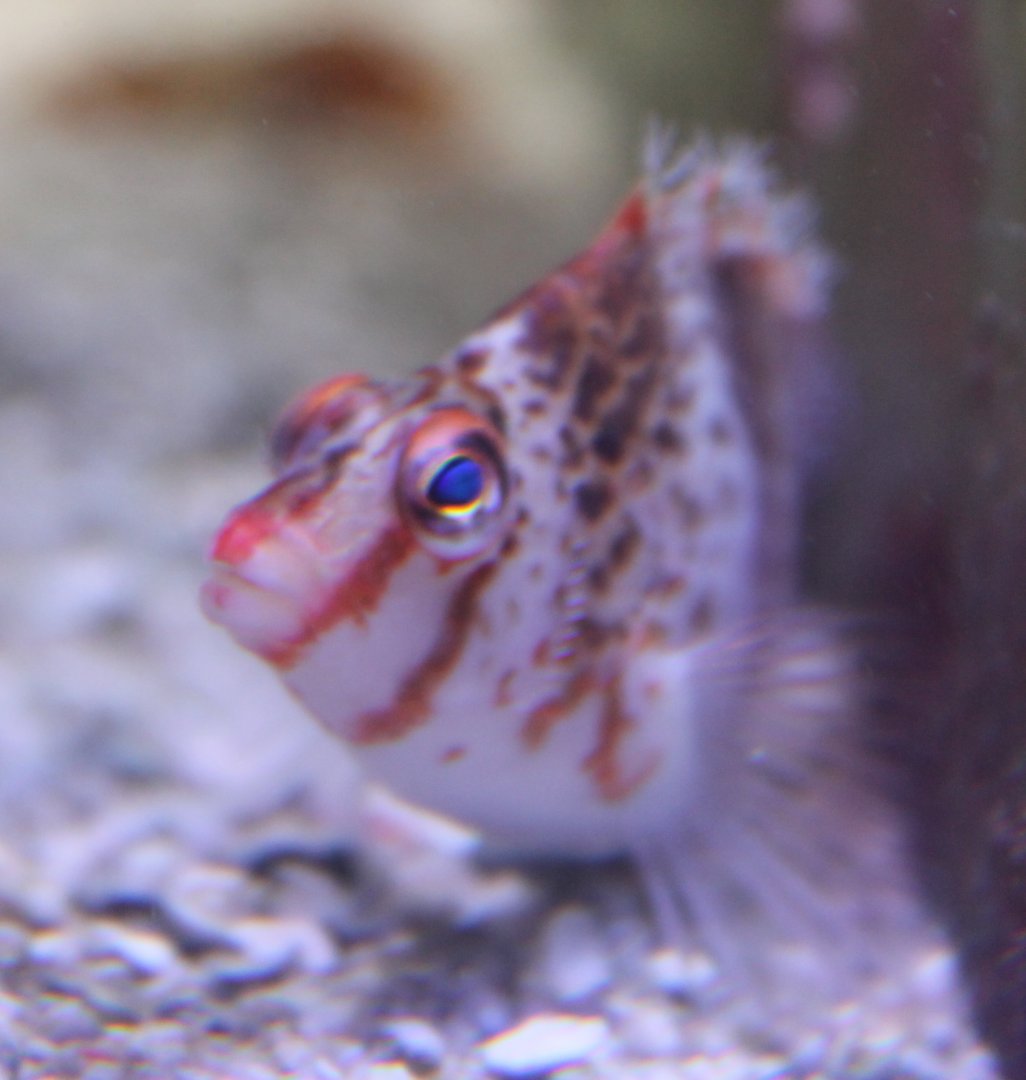 Cirrhitichthys falco