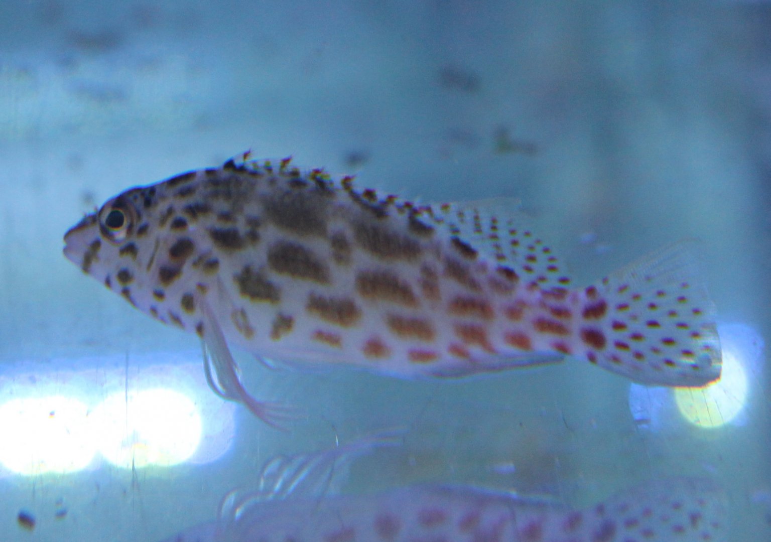 Cirrhitichthys ocycephalus