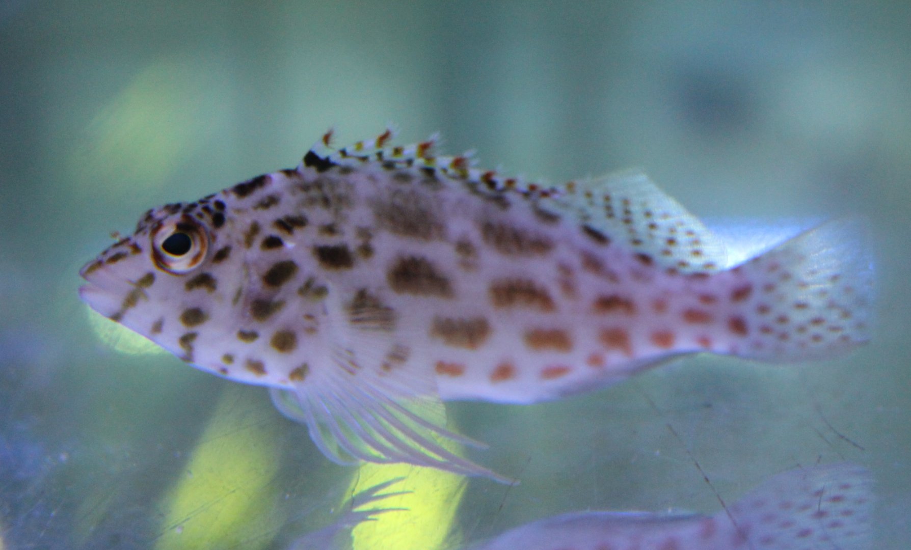 Cirrhitichthys oxycephalus - Pixy hawkfish