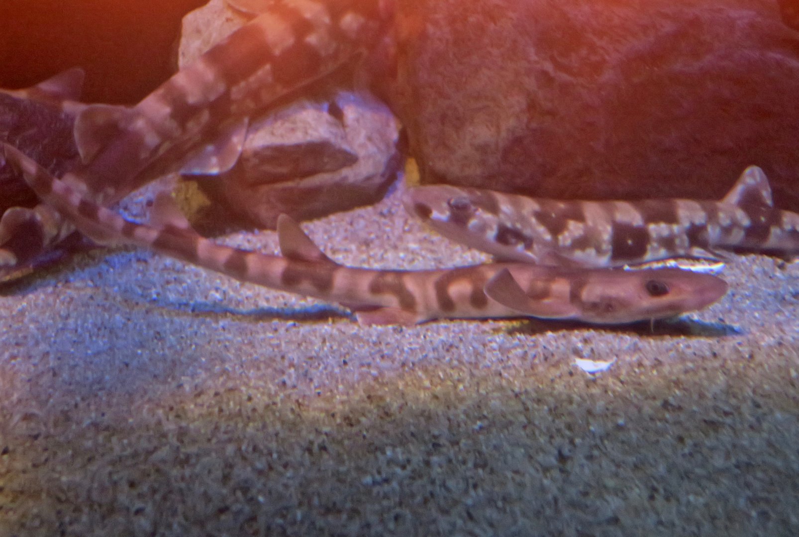 Cirrhoscyllium japonicum