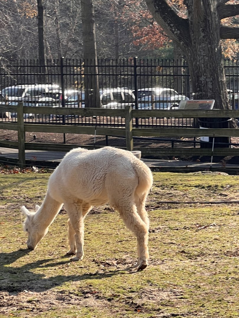 Cirrus the male Alpaca
