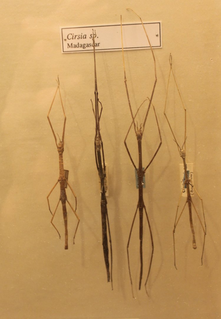 Cirsia - stick insects